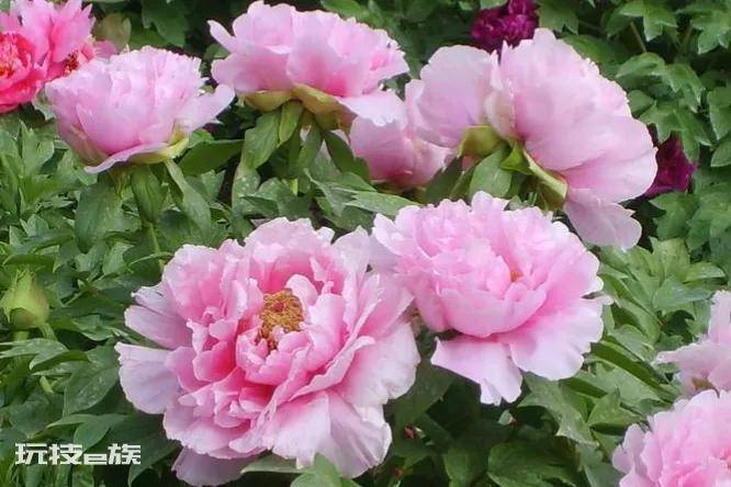 牡丹花代表什么象征意义(牡丹花的花语和寓意解读)-图片3